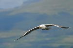 Frédéric Antérion - Seagull at Inveraray